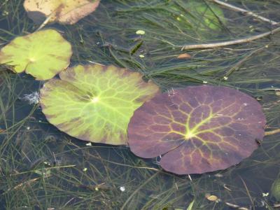 plompeblad